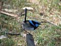 Superb Fairy Wren